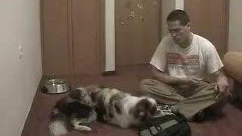 Dog Clicker Training - Teaching Names of Objects