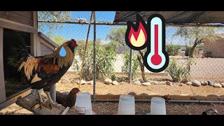 This Is How I Keep My Chickens Cool In The Heat Of The Summer