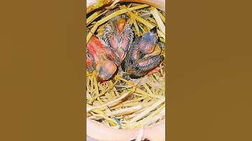 java sparrow breeding progress/java birds breeding season/java bird breeding progress #javabirds