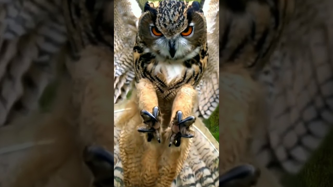 उल्लू को केवल नीला रंग ही दिखाई देता है | can an owl have blue eyes? #facts #factsinhindi