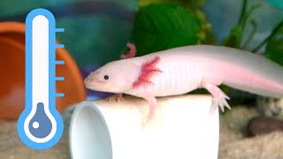 COOLING an AXOLOTL TANK in the Summer (extreme temps) 🥶🥵