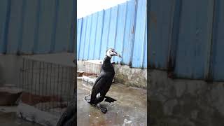 Cormorants Eat A 60 Cm Fish #Fishing