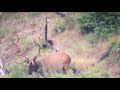 FOUND SOME BIG BULL ELK AND SET SOME STEALTH CAMS