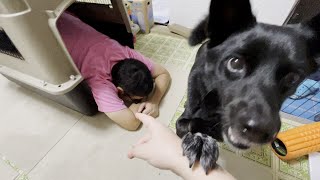 【人も入る！】14kgの中型犬にウルトラバリケンネルを買ったよ-Day80