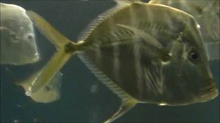 Dramatic Fish　ドラマチック フィッシュ