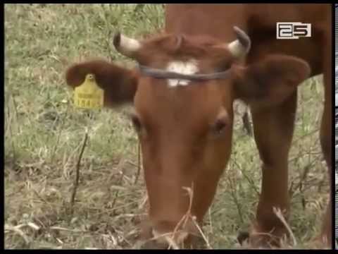 6 665 ლარად შეძენილი ჯერსის ძროხა ოპოზიციის კრიტიკის საგანი გახდა