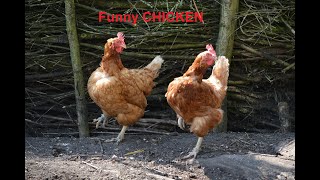 TRY NOT TO LAUGH CHALLENGE - Funny CHICKEN VIDEOS