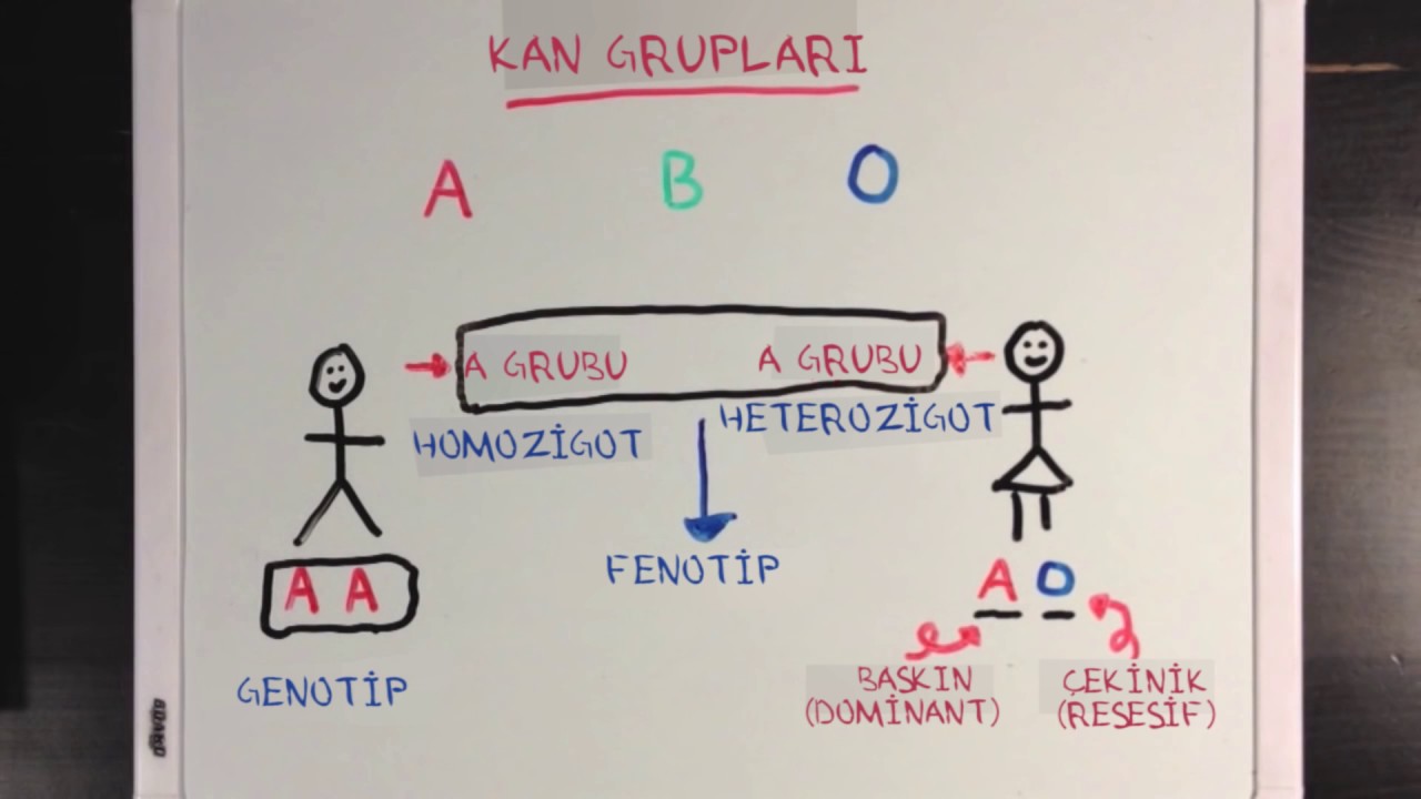 Mendel Genetiği  (Fen Bilimleri) (Biyoloji)