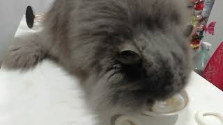 Why won't the cat eat squid #cat