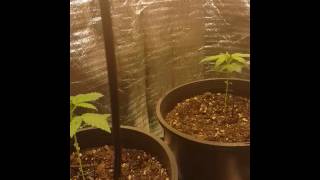 1st  clipping 16 days in from seedling