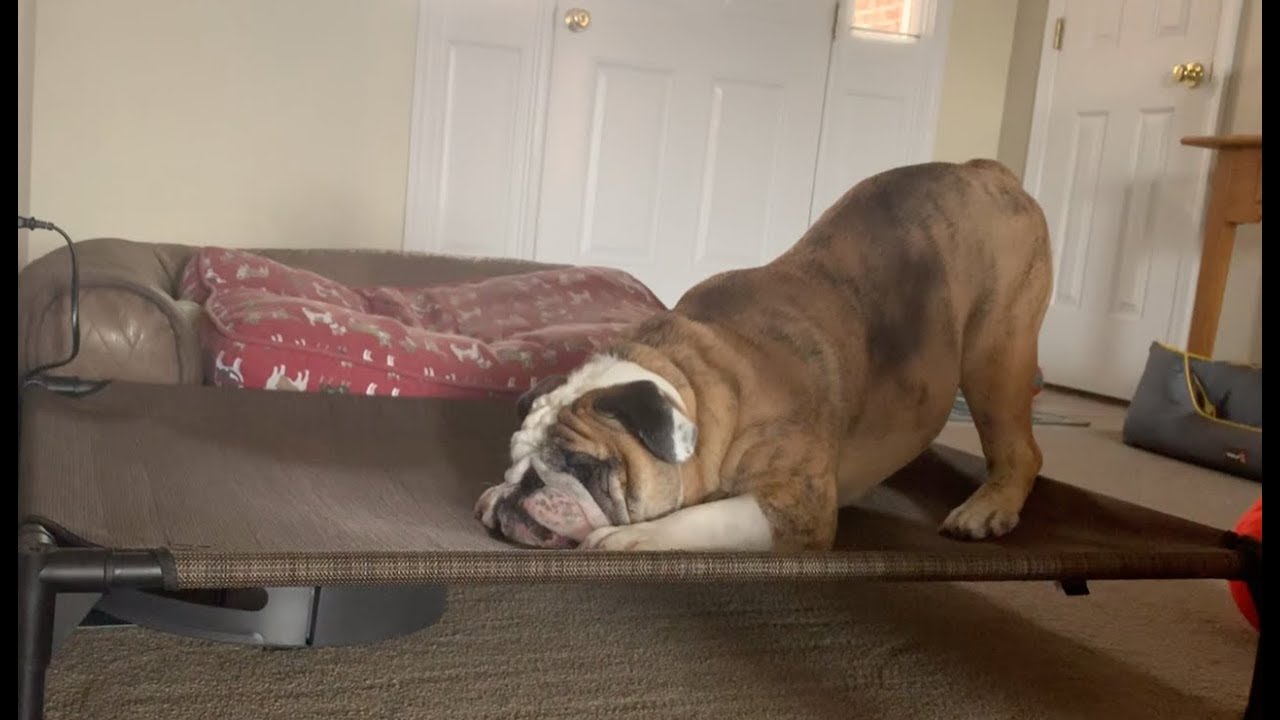 Reuben the Bulldog: Typical Sunday