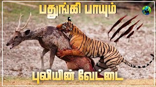 Download lagu புலிகளின் கொடூரமான வேட்டை | Tigers hunting facts | Life of tigers | Tiger facts | Tamil | BioWorld