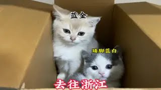 去往浙江的两只小猫咪，蓝金和矮脚蓝白，俩性格截然相反的小家伙