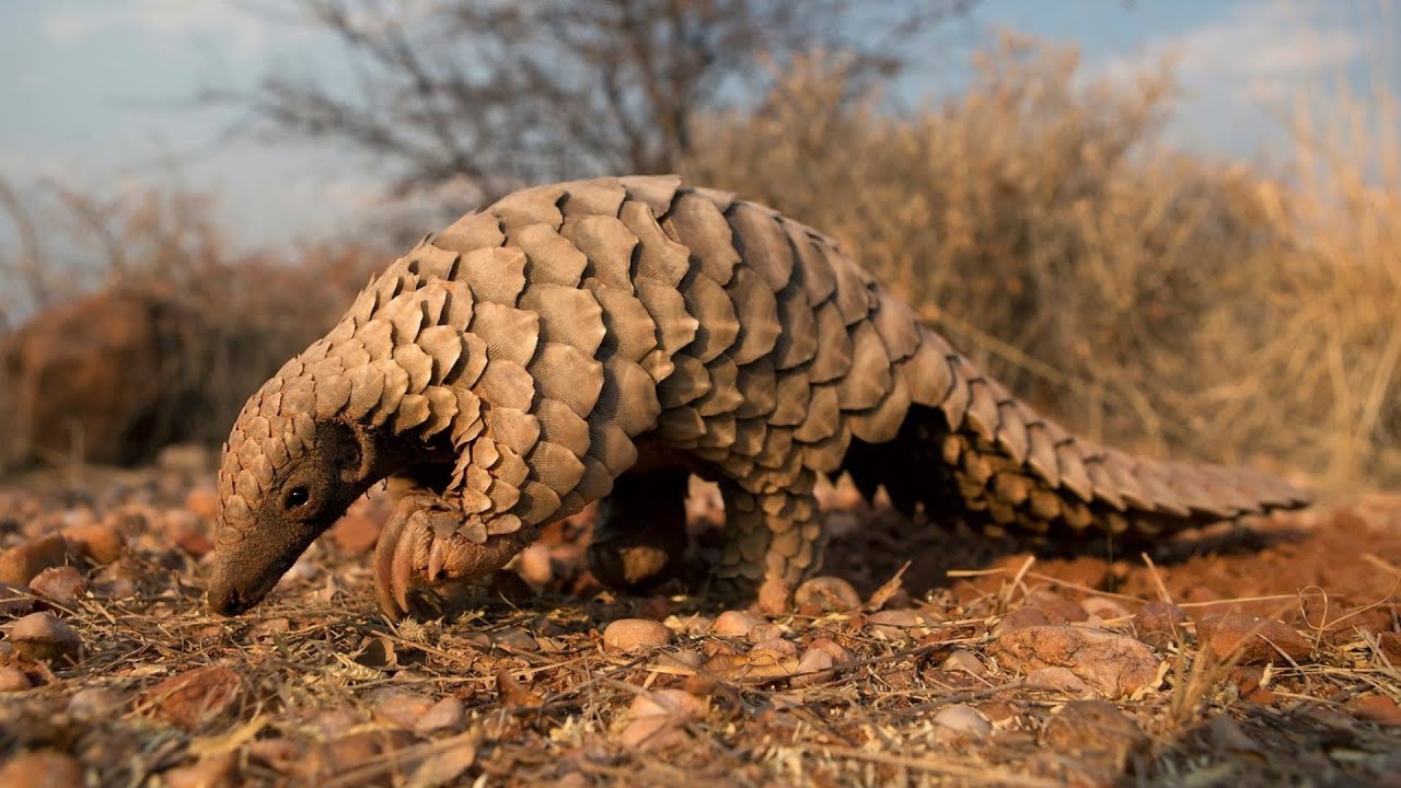 pangolin 10 Incredible Pangolin Facts Pangolin vs Anteater YouTube