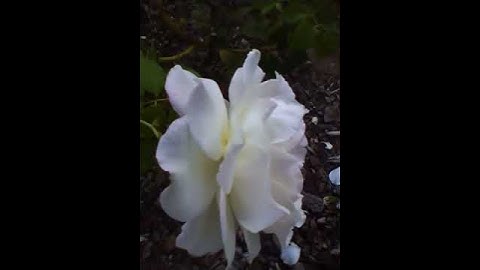 iPod Nano 5G Portrait Mode Video Test