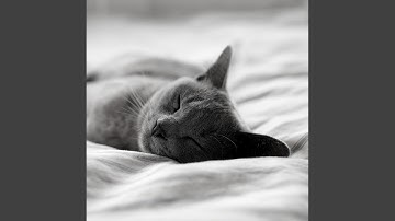 Pulsating Moods for Calming Kittens