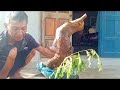 (Đx))2M164 gl cây me trái tròn 250k LH 0707713796 Khương bonsai 