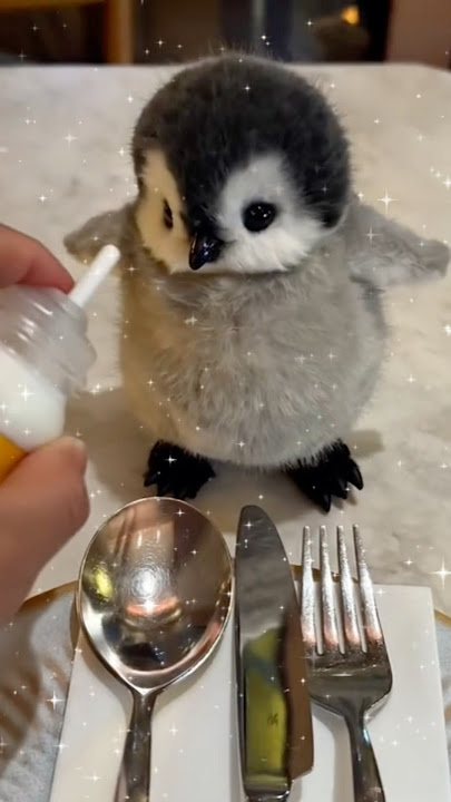 Cute Penguin Baby | Penguin Funny & Viral Videos #shorts #cuteanimals