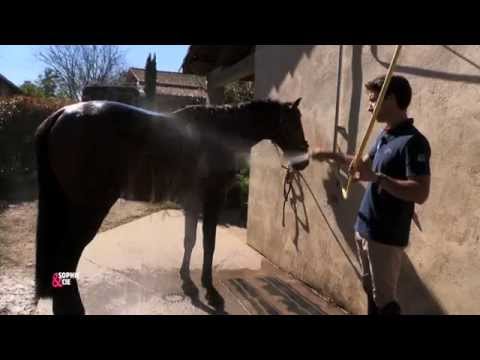 Travailler la mise en souffle au galop de votre cheval