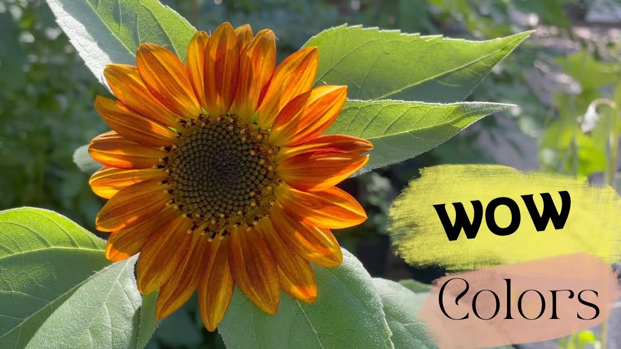 Buzzy Sunny Flowers Saatgut – Sonnenblume ‚Abendsonne‘ Mit Rotbraunen Blüten