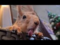 У белки такооооой длинный язык!!! 😳🤣🤣🤣 А ещё, надо зубки поточить...🤭The squirrel has a long tongue!
