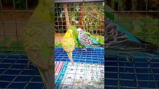 #budgies #shortvideo #youtubeshorts / lovely bajis video❤️🐦🪽