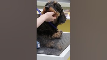 The wirehaired dachshund takes hand-stripping in stride… 😌🐾 #grooming #dachshund #dog #pets