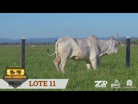 LOTE 11