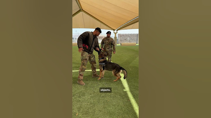 Military Working Dogs: Managing Aggression