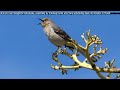 Mockingbird 1 Hour Bird Sound Bird Call Bird Singing Bird Calls Bird Chirping Melodies Mockingbird 1 Hour Bird Sound Bird Call Bird Singing Bird Calls Bird Chirping Melodies
