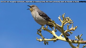 Mockingbird 1 hour bird sound, bird Call, bird singing, bird calls bird chirping melodies.