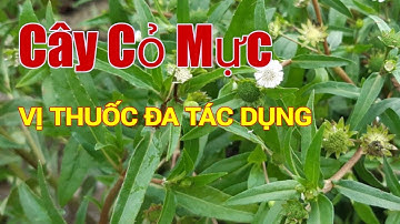 Công dụng Cây Cỏ Mực | Cỏ Nhọ Nồi| Hằng Lê HG85