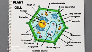 Plant Cell Diagram Drawing / Plant Cell structure Labelled / Step by step 
