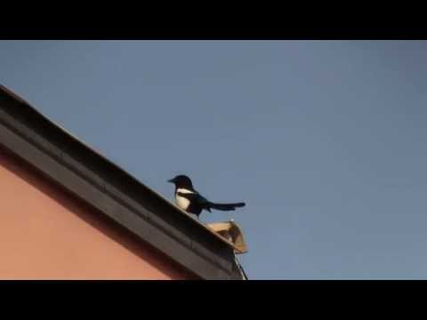 Magpie 02 (Gazza)