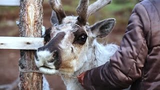 Тоджинцы. Пятнадцать семей кочевья | Редкие люди 🌏 Моя Планета