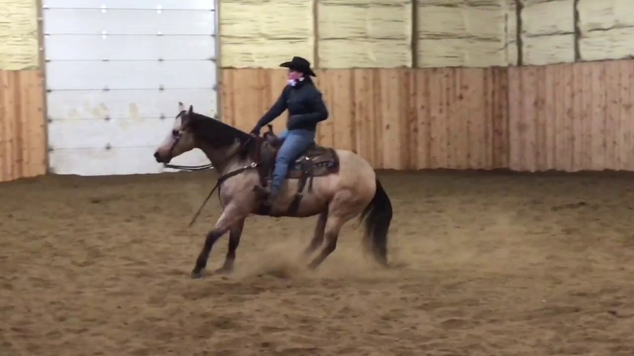 Five Star Horse Sale February 2020 YouTube