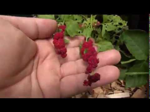 Video: Solanum-inligting - Soorte Solanum-plante in die tuin