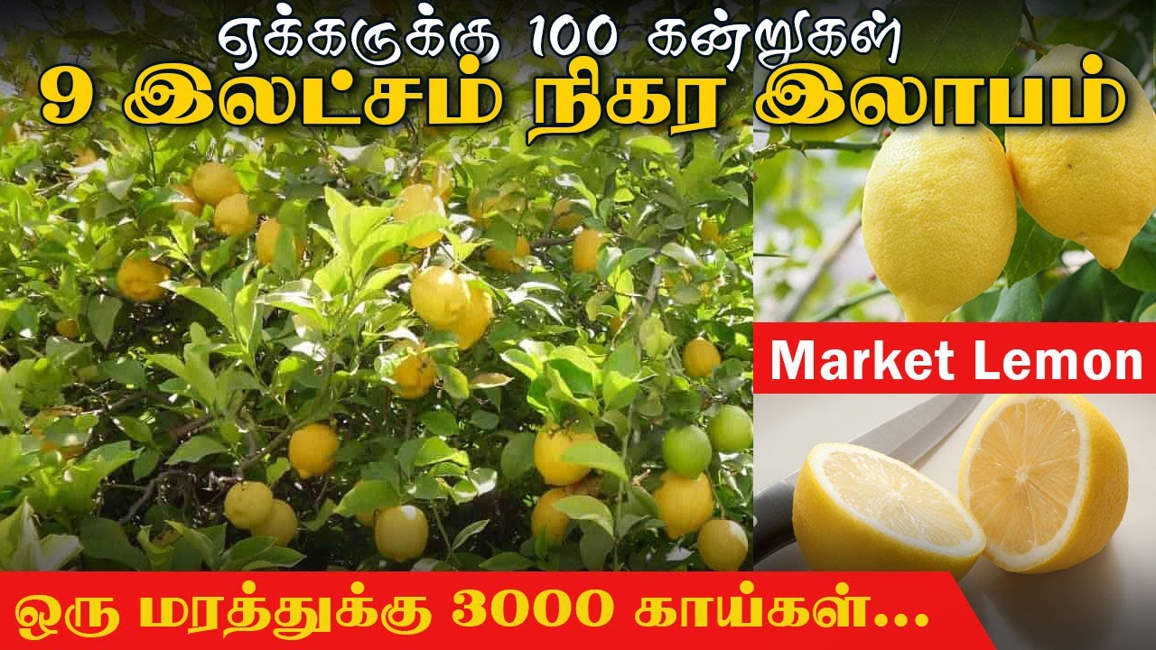 ஏக்கருக்கு 9 இலட்சம் வரை வருமானம் தரக்கூடிய Market Lemon #marketlemon #farmingbusiness #agriculture