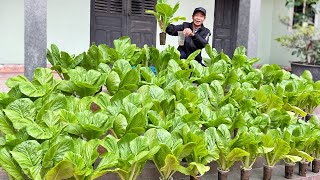 No Garden, No Land, This Is How I Have Vegetables To Eat Without Doing Anything