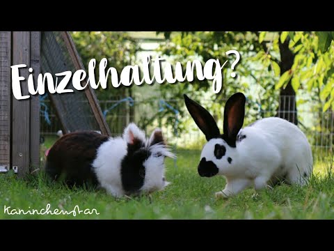 Video: Kann man Kuscheltresor für Kaninchen verwenden?