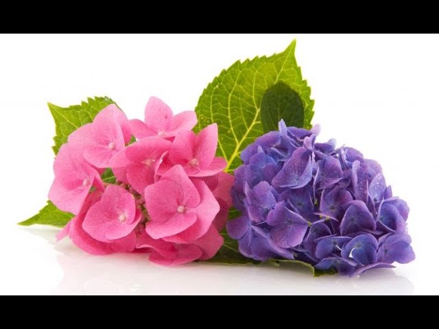 Variedades de hortensias - Decogarden - YouTube