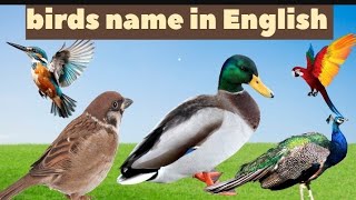 Learn Bird Sounds And Names | Kids Vocabulary #children #kids #toddlers #birds