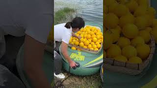 Agriculture Village Fresh Fruit #Viral #Fruit #Shorts #1009