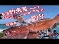 Okinawa Ishigaki Island Coral Trout Fishing 沖繩石垣島 釣東星班2023 Part 2 (沖縄三大高級魚アカジン)