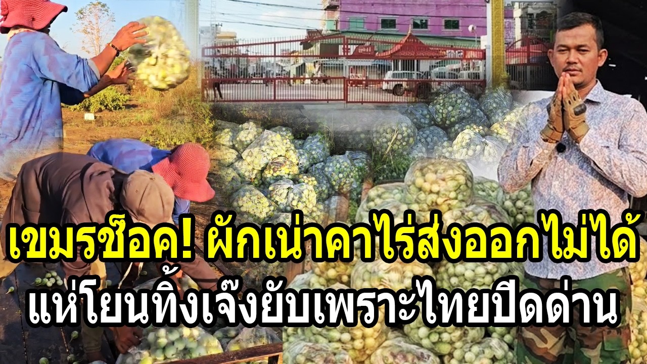 เขมรช็อค! ผักเน่าค่าไร่ส่งออกไม่ได้ แห่โยนทิ้งเจ๊งยับเพราะไทยปิดด่าน