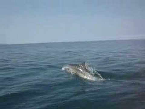 Dolphins in West Wales