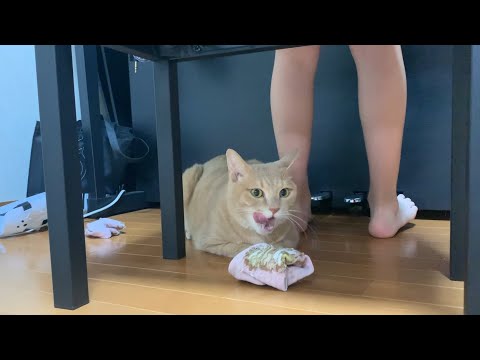 娘の靴下の匂いが大好きな猫  