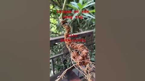 Củ #SÂM RỪNG tự nhiên đẹp mê, nặng 125gram 14 mắt dài cong 30cm, siêu chất lượng, nhìn rất đẳng cấp.
