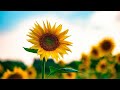 Sunflowers  classical music