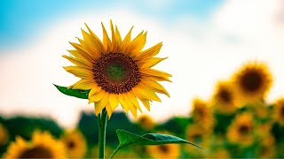 Sunflowers | Classical Music screenshot 4